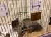 Maine coon STUD, GCCF Champion, TICA & GCCF STUD only