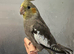 Hand reared baby cockatiel available for its new home now available///