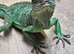 Chinese water dragon ( Rescue )