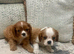 KC reg Champion Bloodline Cavalier King Charles Spaniel Puppies
