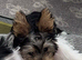 Yorkshire terrier/Mini/Particoloured/Traditional