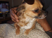 2 chihuahuas just turned a year old