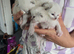 Ragdoll kittens x4 pure breed