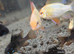 Golden Rams