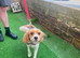 Cavalier x spaniel boy 1 year old