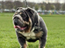 For sale English Bulldog