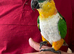 Beautiful healthy tamed pair of Caiques for sale