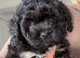 Shihpoo puppies