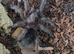 Tarantulas for sale
