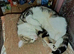Female cat