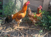 Chicken and male