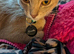 Abyssinian cross Cornish rex boy
