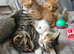 4 kittns to go