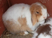 Beautiful adult female mini lop