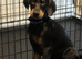 Male Doberman Puppy Available – Looking for the Right Home