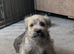 Jack Russell cross