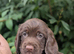 3 Handsome Chocolate sprocker pups looking for a new home