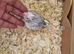 Cockatiels for sale