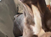 Female French bulldog