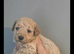 Tiny Asian toy poodle puppies