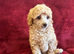 Extensively Health Tested kc toy poodle puppies