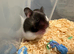 Beautiful baby Syrian hamsters