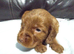 Cockapoo Puppies For Sale!!