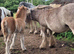 Chesnut traditional colt foal