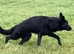 German Shepherd all black male
