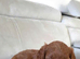 Fox red f1 cavapoo puppies