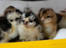 Exchequer Leghorn &ndash; Chicks & Hatching Eggs