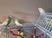 Budgies