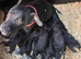 Patterjack puppies