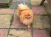 Pomeranian