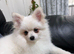 Stunning little Pomeranian KC white boy