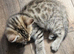 4 bengal x kittens