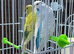 Budgies for sale