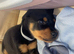 Pure bread Rottweiler