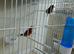 Red siskin for sale