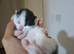 Mixed litter for urgent sale