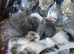 Farm reared kittens (ANGLESEY)