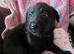 Black German Shepherd Puppies