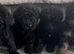 Gorgeous mini poodles ready for there new family