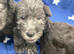 Blue bedlington terrier puppies only 3 boys AVAILABLE