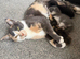 3 girl tabby kittens ready to leave 12th October