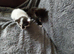 Two Cats fore sell