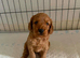 Cockerpoo puppies for sale