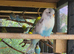 X20 Budgies for sale
