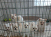 6 besutifull pomerainian puppys for sale