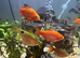 School of Rosy Barbs.
